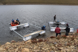 SACABA BUSCA FORTALECER LA PRODUCCI&Oacute;N DE CARNE DE TRUCHA CON LA INSTALACI&Oacute;N DE 30 JAULAS FLOTANTES EN LA LAGUNA RECUPERADA EN AGUIRRE II