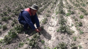 ALCALD&Iacute;A DE SACABA ENTREGAR&Aacute; SEMILLAS Y FERTILIZANTES A FAMILIAS AFECTADAS POR HELADAS EN LAS ZONAS ALTAS DE LOS DISTRITOS RURALES