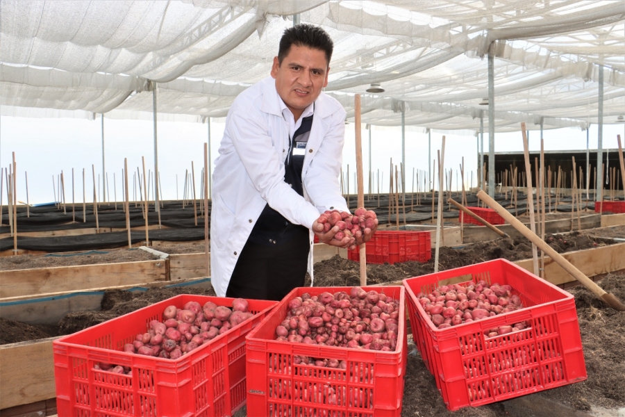 SACABA PRODUCE SEMILLA DE PAPA DE ALTA CALIDAD Y PRONTO CONTAR&Aacute; CON DOS GRANDES SILOS EN CHI&Ntilde;ATA Y PALCA FORTALECIENDO LA SOBERAN&Iacute;A ALIMENTARIA