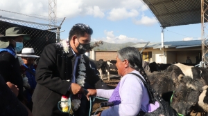 ENTREGAN GANADO Y EQUIPAMIENTO PARA LA PRODUCCI&Oacute;N LECHERA