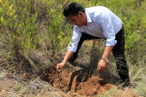 20 MIL ARBOLITOS DE ESPECIES NATIVAS REVERDECEN LA LADERA SUR DEL PARQUE TUNARI EN SACABA