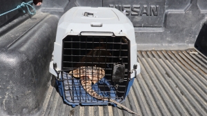 MEDIO AMBIENTE DEL GAMS RESCAT&Oacute; UN TAT&Uacute; DE UNA VIVIENDA EN LAVA LAVA