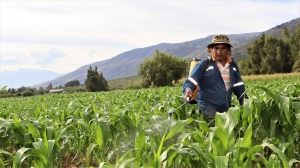 SE REALIZ&Oacute; LA FUMIGACI&Oacute;N DE PARCELAS DE MA&Iacute;Z CONTRA EL GUSANO COGOLLERO EN COMUNIDADES DE SACABA