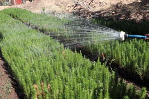 VIVERO MUNICIPAL ALISTA PLAN DE FORESTACI&Oacute;N Y REFORESTACI&Oacute;N