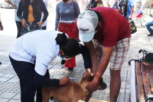 CONCLUYE SATISFACTORIAMENTE CAMPA&Ntilde;A DE VACUNACI&Oacute;N CANINA Y FELINA EN SACABA