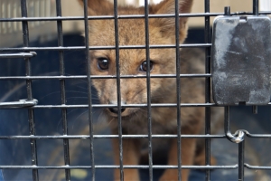 RESCATAN A PEQUE&Ntilde;O ZORRO EN LA ZONA DE EL ABRA Y PROMUEVEN EL CUIDADO DE LA FAUNA SILVESTRE