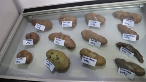 INVITAN A MUESTRA DE LAS PAPAS &ldquo;M&Aacute;S GRANDES&rdquo; DE SACABA EN EL MUSEO MUNICIPAL