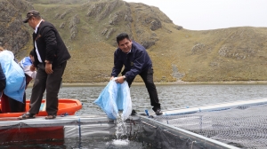 SACABA FORTALECE SU POTENCIAL PISC&Iacute;COLA CON LA SIEMBRA DE 5.000 ALEVINES DE TRUCHA EN LAS COMUNIDADES DE TRANCA Y KHULUYO CENTRO DEL DISTRITO 5