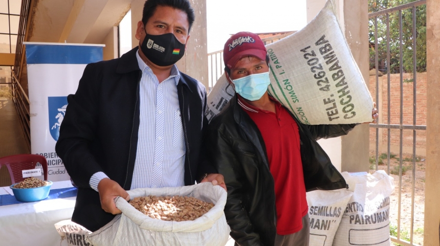ALCALDE ENTREGA SEMILLAS DE HABA A FAMILIAS DAMNIFICADAS POR HELADAS Y SEQUIAS