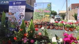 M&Aacute;S DE 90 VIVERISTAS Y EXPOSITORES MUESTRAN LO MEJOR DE SU PRODUCCI&Oacute;N EN LA FERIA DE FLORES Y PLANTAS DE SACABA