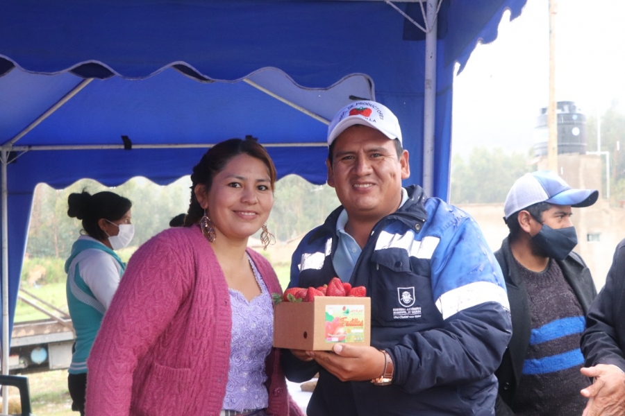 LA FRUTILLA FORTALECE LA PRODUCCI&Oacute;N EN UCUCHI