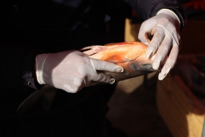 CORPUS CHRISTI: INTENDENCIA DE SACABA REALIZAR&Aacute; OPERATIVOS DE CONTROL A LA VENTA DE PESCADO Y OTROS PRODUCTOS