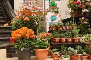 SACABA INVITA A LA FERIA DE LAS FLORES Y PLANTAS ESTE S&Aacute;BADO Y DOMINGO EN EL DISTRITO 3 PACATA