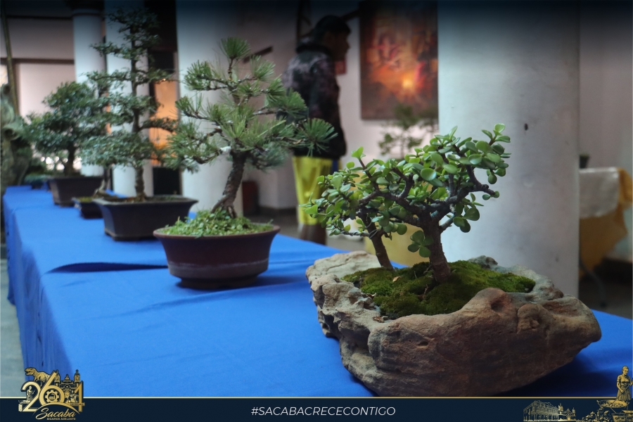 EXPERTOS CULTORES DEL BONS&Aacute;I DE BOLIVIA RINDEN SU HOMENAJE A SACABA EN &Uacute;NICA EXPOSICI&Oacute;N